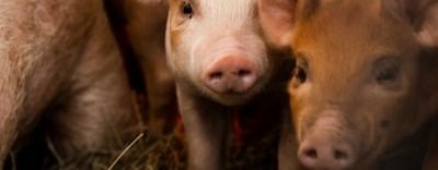 MNI INTERVIEW: China Pork Price Gains Limited In H2